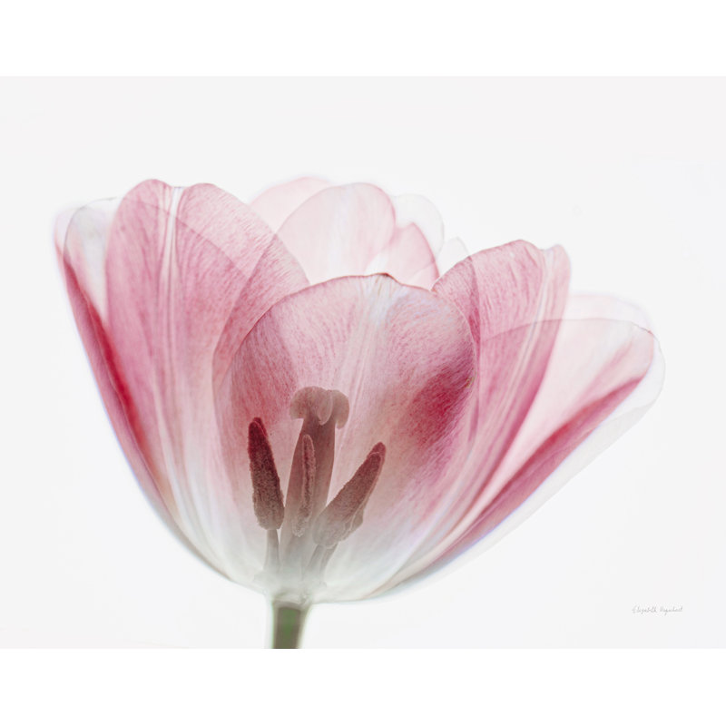 Up, 24" H x 36" W x 1.5" D