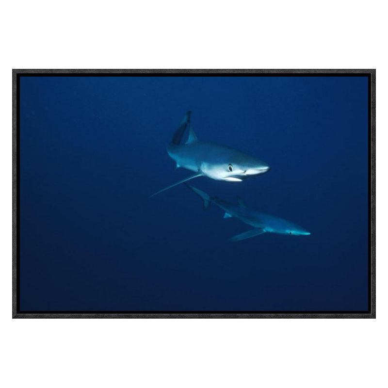 " Blue Shark Pair Underwater, California ", 12" H x 18" W, Wrapped Canvas