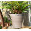 Cintre Tiger Pot Buddy