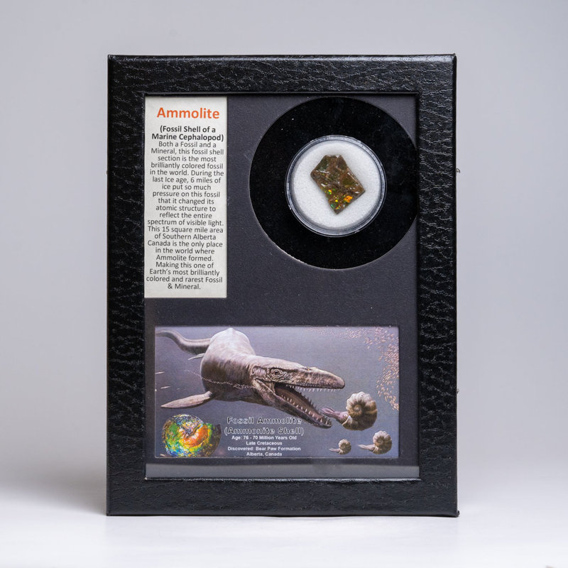 Genuine Ammolite Fossil In A Glass Display Box