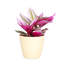 Live Tradescantia Nanouk Plant-2018534585
