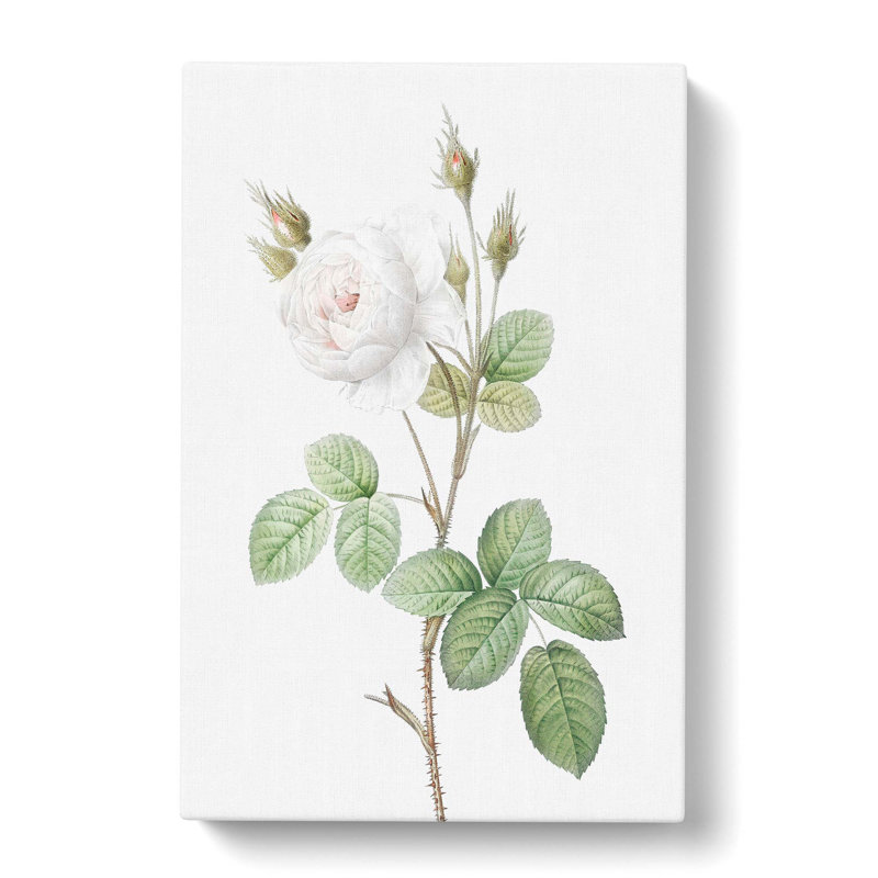 White Moss Rose by Pierre-Joseph Redoute - Wrapped Canvas Painting, 76cm H x 50cm W x 3cm D