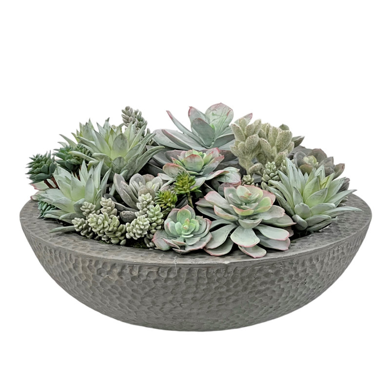 MIX SUCCULENT IN BOWL
