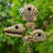Guglielmo 89.25'' H x 27'' W x 6.5'' D Birdhouse