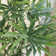45'' Faux Cannabis Tree in Planter