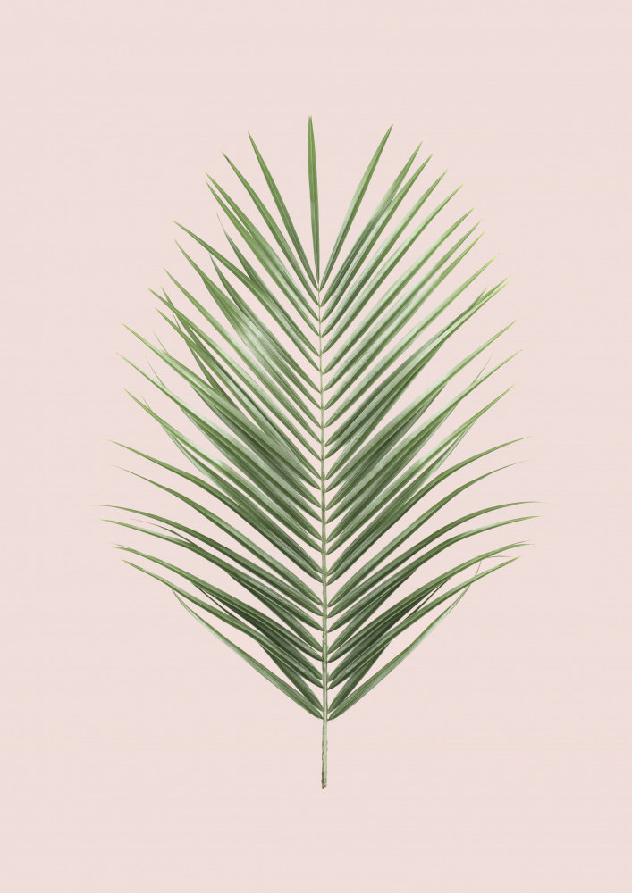 Palm leaf