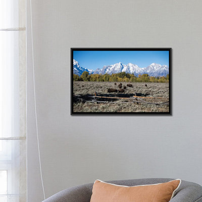 «Troupeau de bisons d'Amérique broutant dans un champ, chaîne de Teton, parc national de Grand Teton, Wyoming, États-Unis», reproduction de photo sur toile