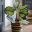 Potted Calathea Leaf Tree 2ft