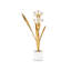 Paperwhite Narcissus