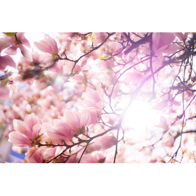 Magnolia en fleurs par Janiecbros