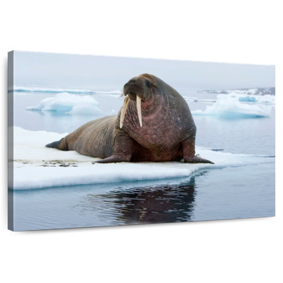 Walrus On Ice