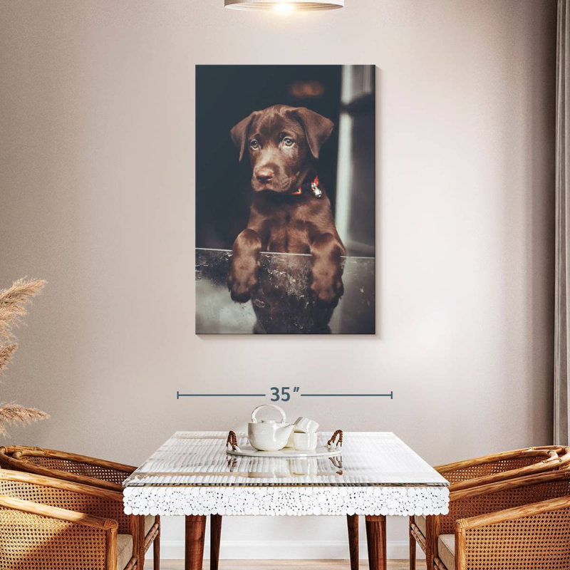 Chiot labrador Brampt chocolat, H 45 po x l 30 po