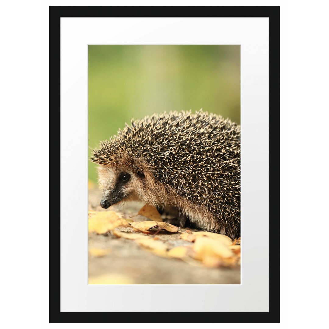 Gerahmtes Poster Igel im Laub