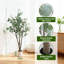 Plant-1308206858