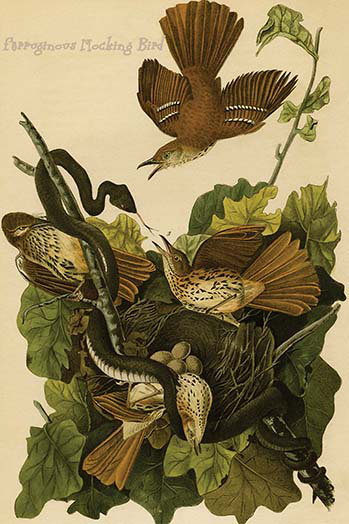 Oiseaux moqueux ferruginous-impression d’art graphique, H 36 po x l 24 po x P 1,5 po