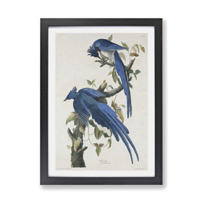 Columbia Jay by John Audubon - Single Picture Frame Painting