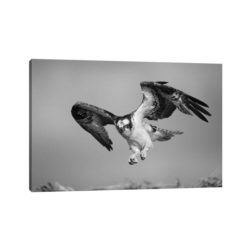 Osprey Landing At Nest, North America - Wrapped Canvas Print, 30.48 cm H x 45.72 cm W