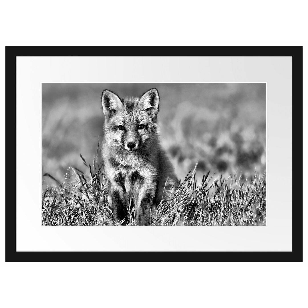 Gerahmtes Poster Kleiner Fuchs