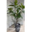 84'' Faux Fiddle Tree Tree in Pot
