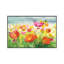 Meadow Poppies by Danhui Nai - Painting on Canvas-512386270-512386213