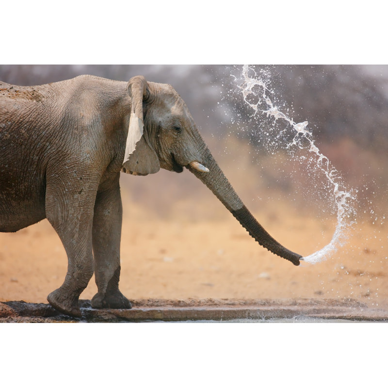 Elephant Throwing Water by Johan63 - Wrapped Canvas Print, 30cm H x 46cm W x 3.8cm D