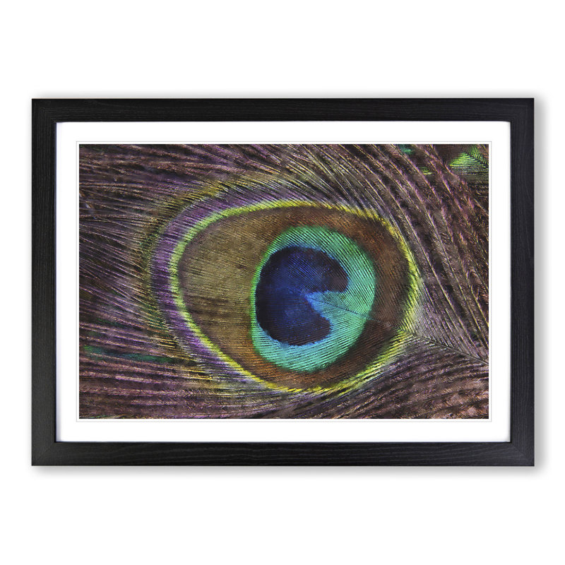 Peacock Feather - Framed Print, 48cm H x 65cm W x 2cm D, Black Framed