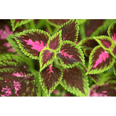 Kingswood Torch Coleus par - impression