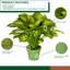 24 po Faux feuillage en pot vert