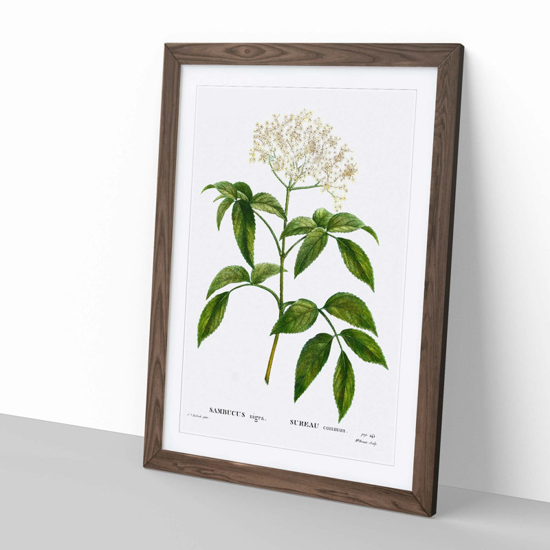 Elderflower Tree by Pierre-Joseph Redoute - Picture Frame Painting Print, 48cm H x 36cm W x 2cm D, Walnut Framed