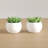3'' Faux Succulent in Ceramic Pot