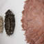 Décoration murale Juju Hat Feather-1853229428-1853229427