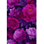 Papier peint floral mauve moderne