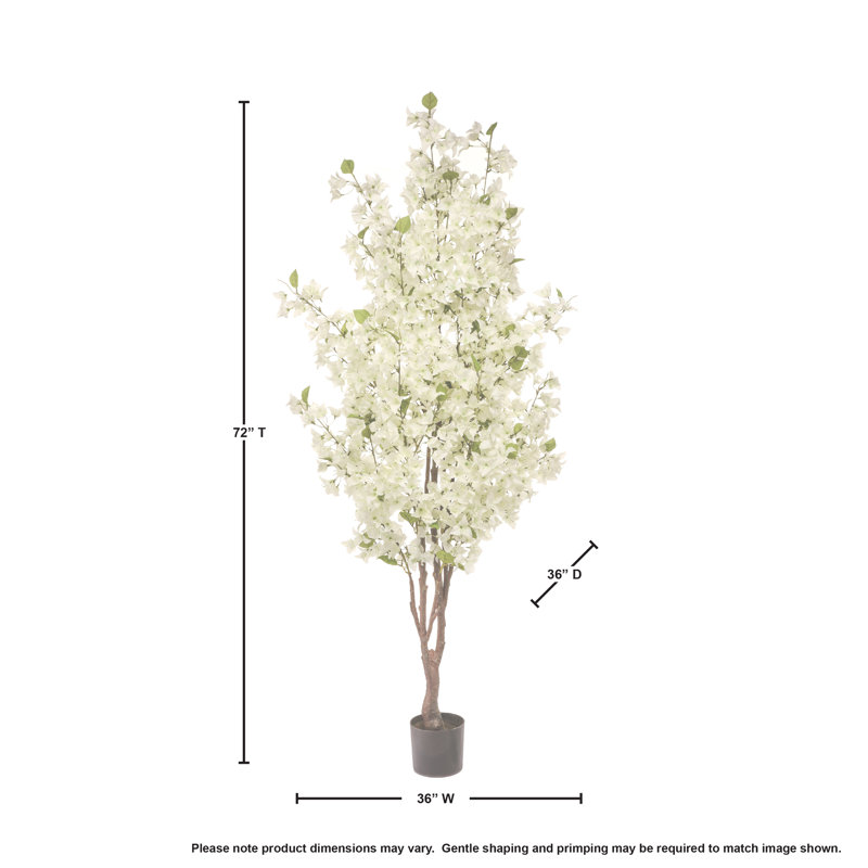 Bougainvilliers 6 pi, Blanc