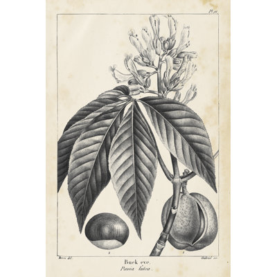 Vintage Buckeye Tree by Thomas Nuttall - Drawing