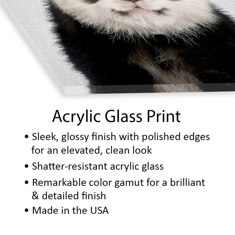 Reproduction d'ours panda sur verre acrylique, H 24 po x l 24 po x P 0,25 po
