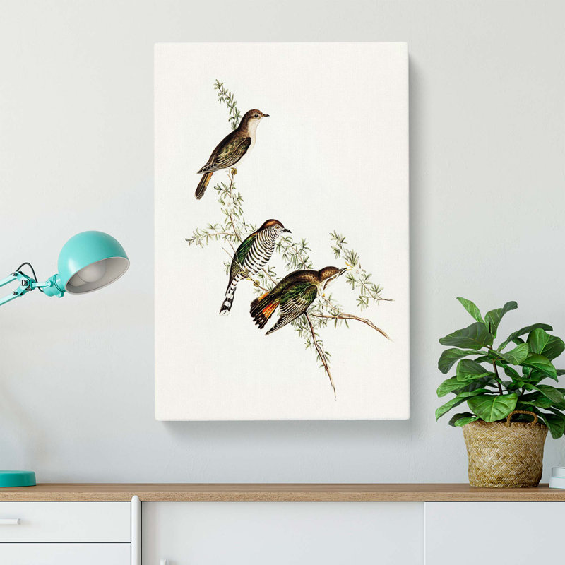 Shining Cuckoos by Elizabeth Gould - Wrapped Canvas, 60cm H x 40cm W x 3cm D