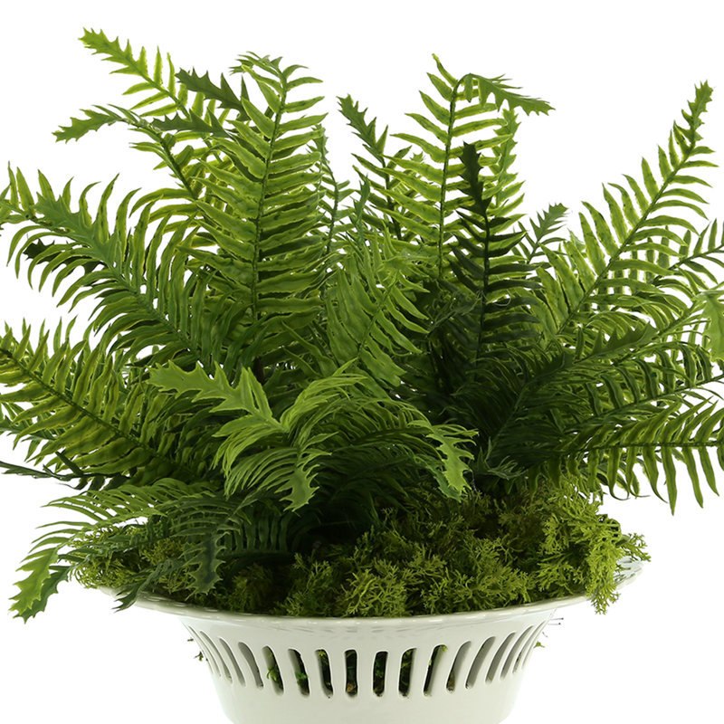 Boston Fern and Moss Arranged in Ceramic Vase