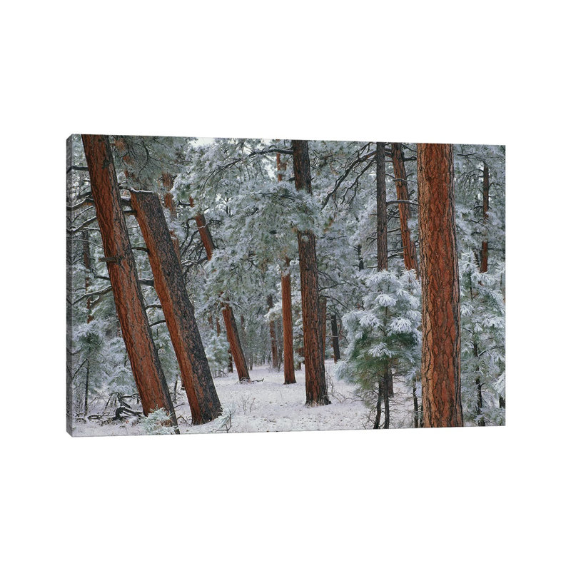 Ponderosa Pine Trees With Snow, Grand Canyon National Park, Arizona II by Tim Fitzharris - Wrapped Canvas Print