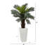 4,5 pi Jardinière Cycas