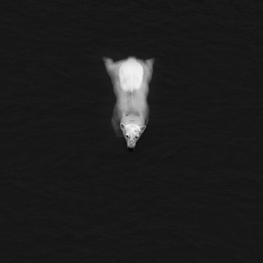 Leinwandbild Swimming Polar Bear, White Bear In Water