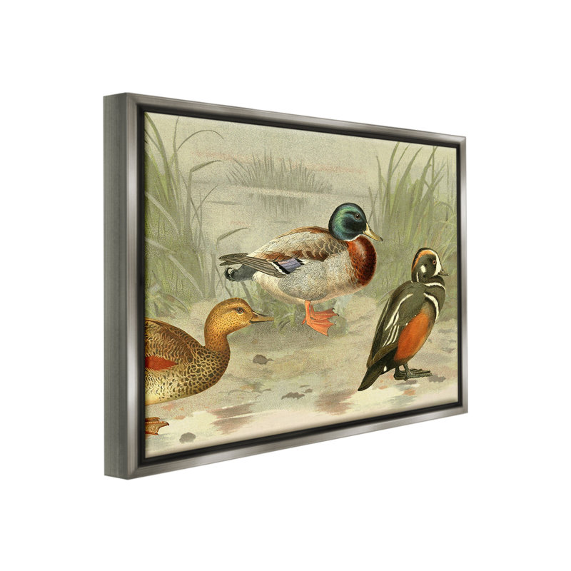 " Various Ducks By Pond " by Gail Fraser, Lustre Grey Floater Frame, 17" H x 21" W