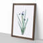 Tall-Bearded Iris Flowers by Pierre-Joseph Redoute - Picture Frame Art Print-55640632-55640634
