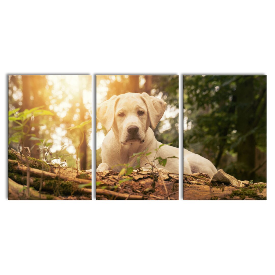 3-tlg. Leinwandbilder-Set Dog in a Forest at Sunset