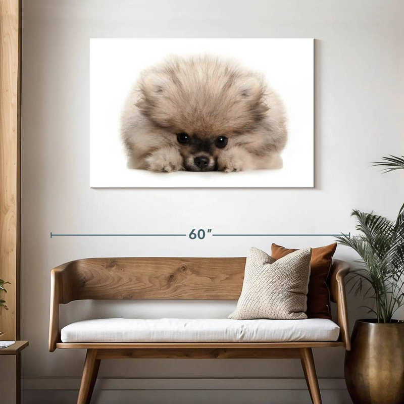 Pomeranian Acting Cute, 30" H x 45" W