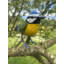 Bird Figurines & Sculptures
