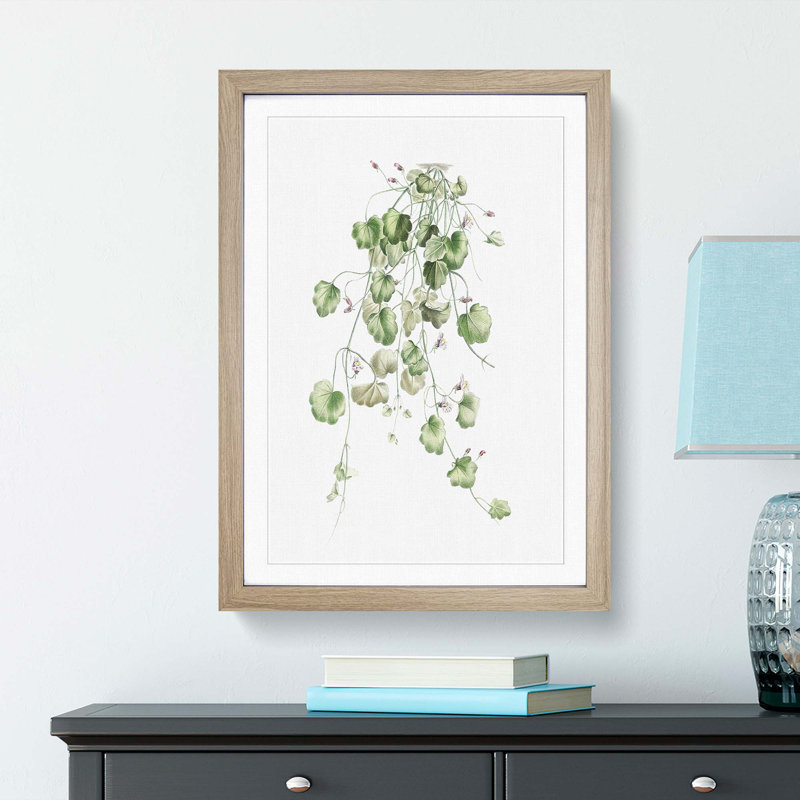 Kenilworth Ivy Flowers by Pierre-Joseph Redoute - Picture Frame Graphic Art Print, Oak Framed, 65cm H x 48cm W x 2cm D