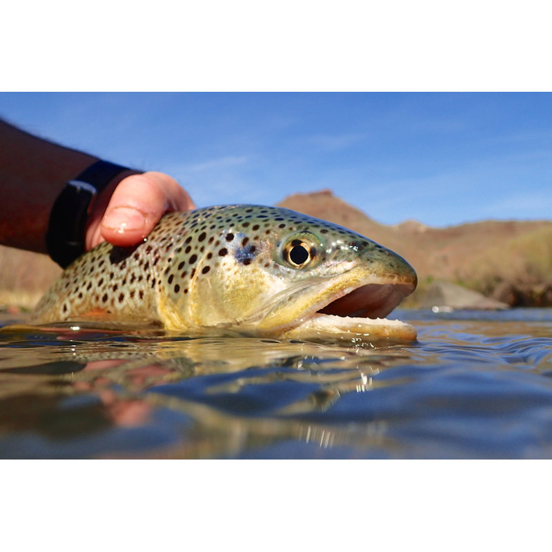Oregon Brown Trout by Christiannafzger - Wrapped Canvas Print, 30cm H x 46cm W