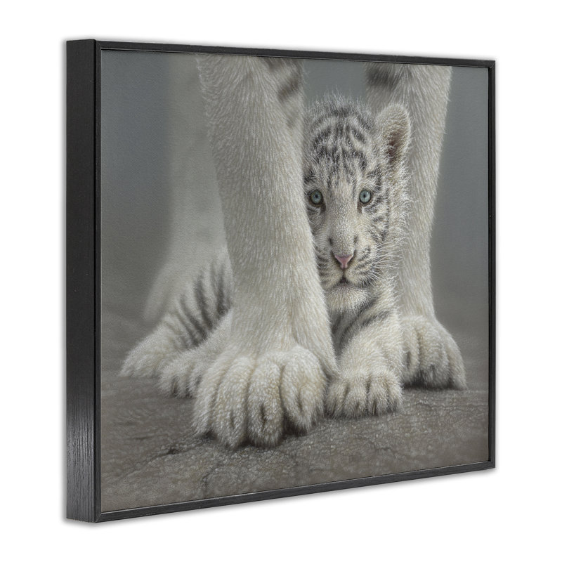 Abri de tigre blanc protégé, estampe numérique, design par Collin Bogle, Giclée encadrée noir minuit, H 16 po x l 20 po