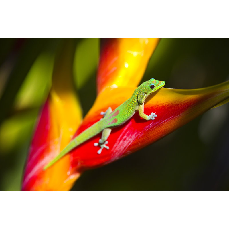 The Gold Dust Day Gecko by YinYang - Wrapped Canvas Print, 20cm H x 30cm W