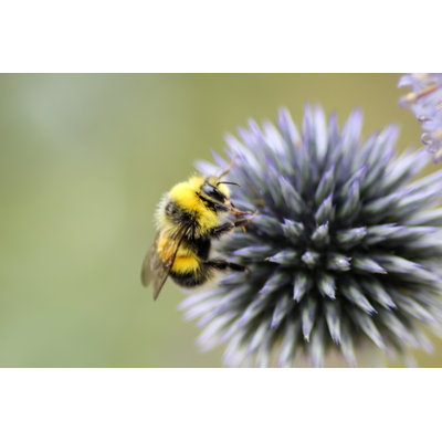 Busy Bee by Groomee